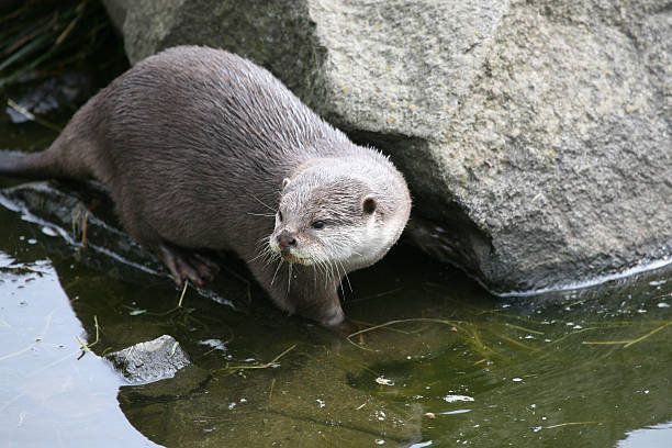 istock Otter on the Water's Edge 146075153