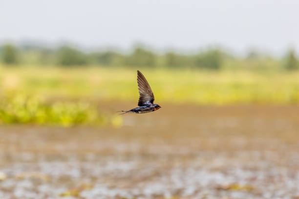 istock House swift (Apus affinis) 1460751970