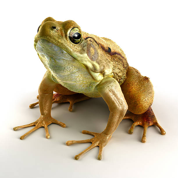 istock High Resolution Photorealistic 3D Green Frog 146075257