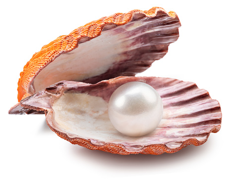 Open sea shell and pink pearls on pink background. Horizontal composition with copy space. Front view. Luxury concept.