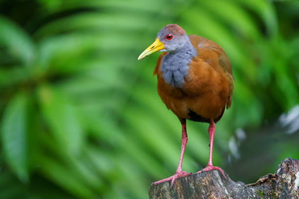 Aramides albiventris
