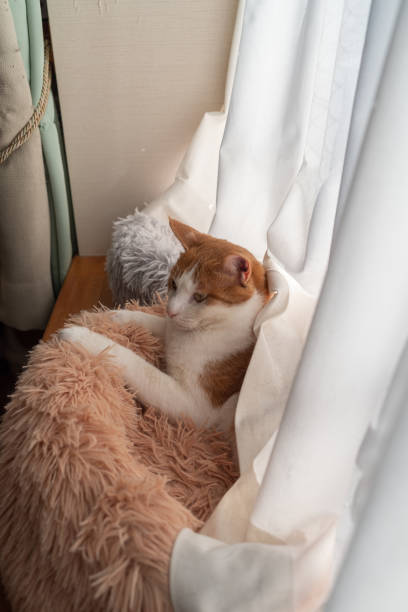 istock Cat relaxing by the window 1460752840
