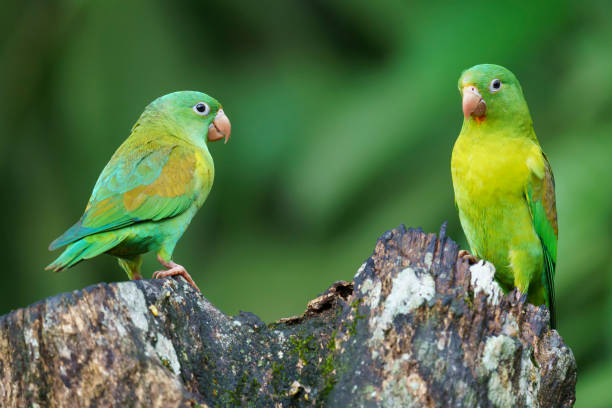istock Orange-chinned Parakeet 1460752863