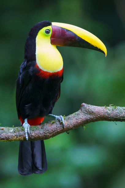 istock Yellow-throated toucan 1460752872