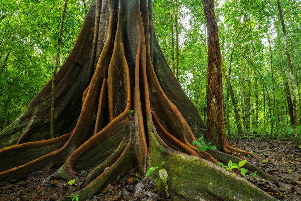 Corcovado rainforest