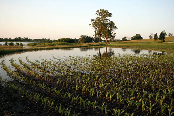 Ilumina Corn Field - foto de stock