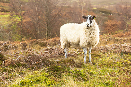 Swaledale mule ewe or female sheep in Winter,  alert and stood in open, unfenced moorland in the Yorkshire Dales, facing forward.  Horizontal.  Space for copy.