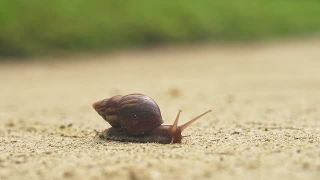 Macro video of a snail crossing the street