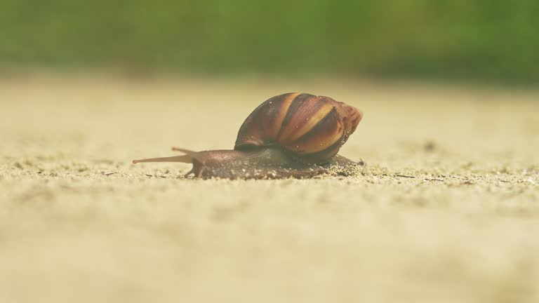 Macro video of a snail crossing the street