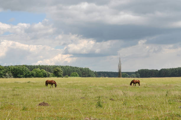 Horses graze in fresh grass of spring meadow under blue sky.