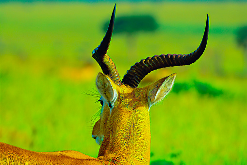 Grant's gazelles are mostly identified by their colouring and long horns. They are sandy brown on the back, clearly demarcated from a lighter colour on the flanks and white belly, and white around the tail and hind legs. Horns are found on both sexes. These gazelles are often found in mixed groups alongside other herbivores. e.g. Wildebeest, Zebras and Thomson’s Gazelle. They may occur in large numbers (up to 500 individuals) in suitable areas. They exists in large numbers in Nairobi National park, Amboseli, Masai Mara, Tsavo and Marsabit National Reserve.