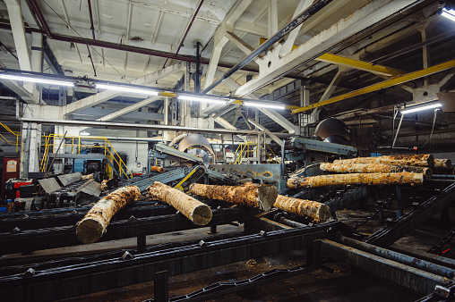 Logs of wood, which is processed as a raw material for the production of plywood. In the workshop for the production of plywood. Production of veneer for furniture and plywood. The noise of the film