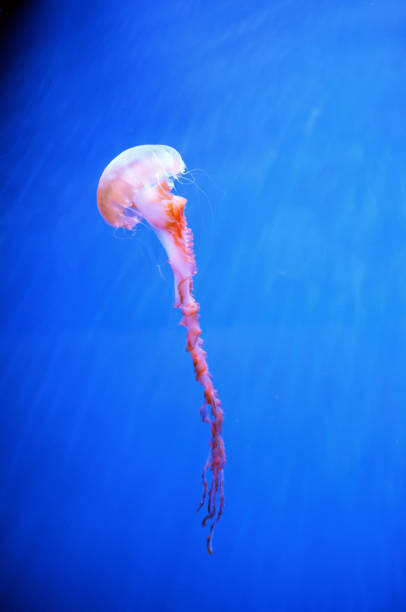 Free Stock Photo of Single jellyfish floating in deep blue ocean water ...