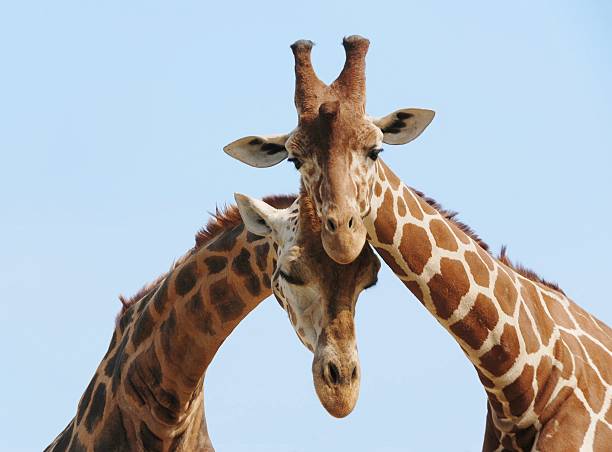 Two giraffes leaning against each other stock photo