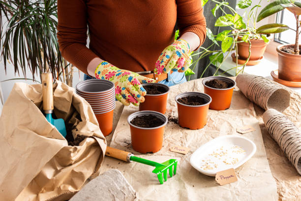 istock Woman is planting seedlings at home 1460760020