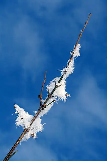 winter branch