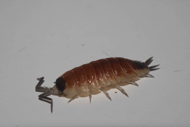 istock Porcellio silvestri Isopod side view 1460760650