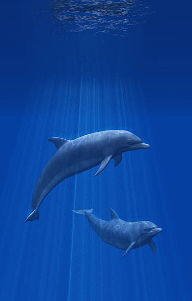 Dolphins Undersea stock photo