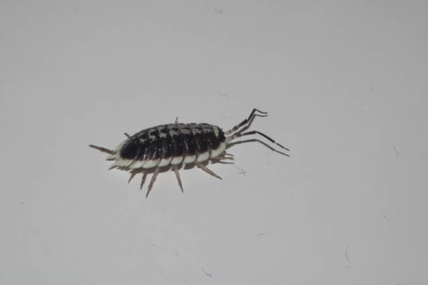 istock Porcellio flavomarginatus Isopod side view 1460761209