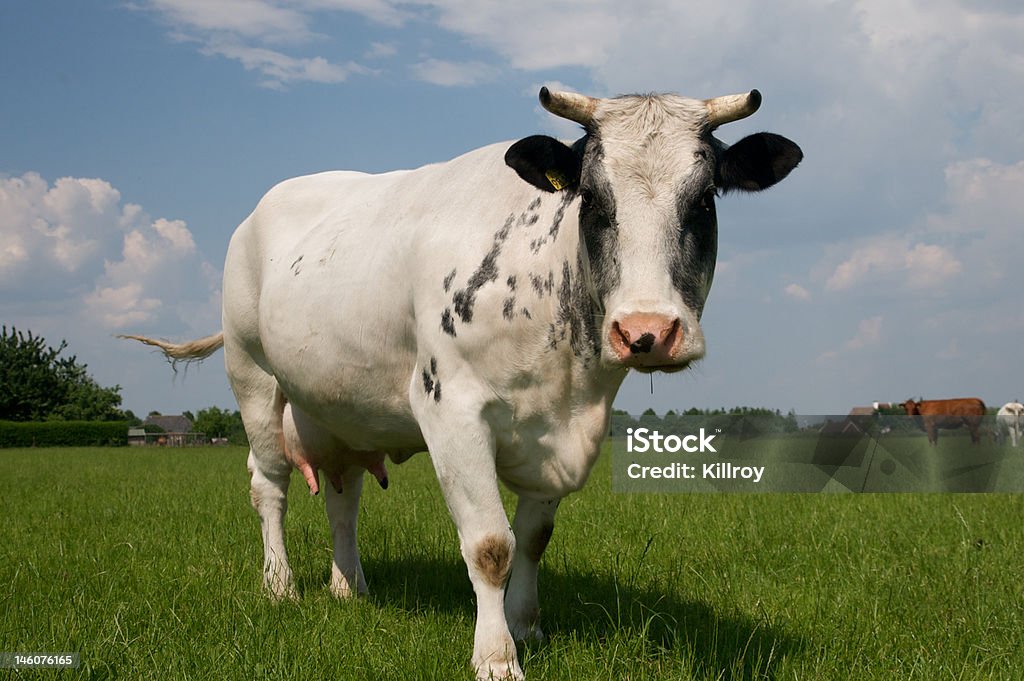 Cow Entspannen im Sommer. - Lizenzfrei Agrarbetrieb Stock-Foto