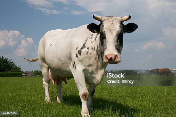 Vacca Rilassante In Estate - Fotografie stock e altre immagini di Agricoltura - Agricoltura, Ambientazione esterna, Animale