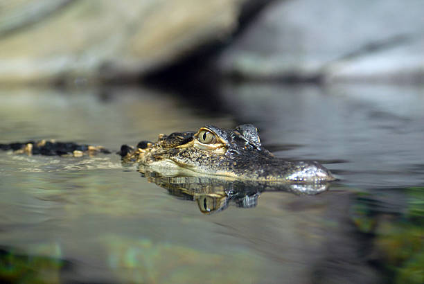 Alligator in water stock photo