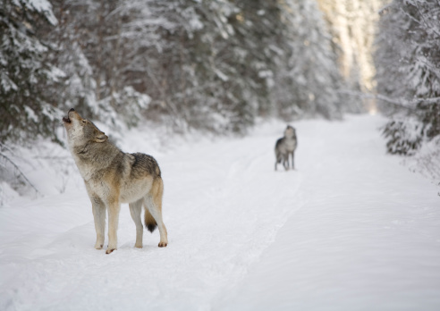 Gray wolves howling. British Columbia, Canada