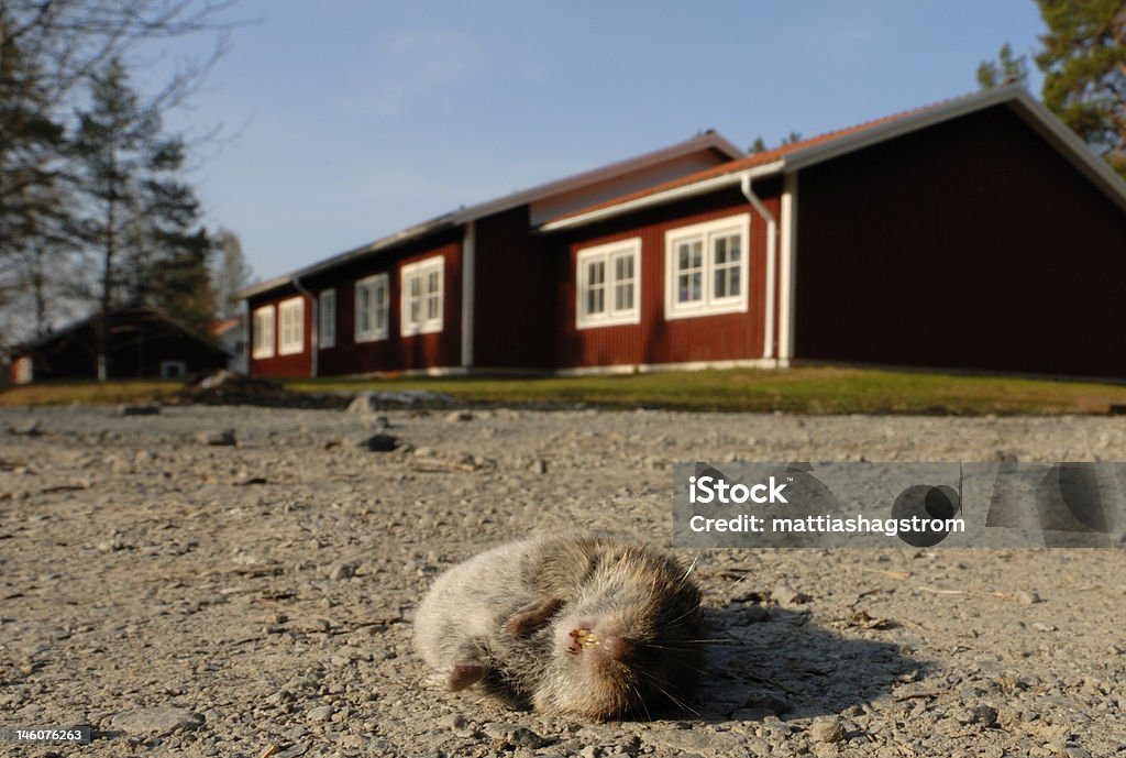 Dead Mouse A dead rodent lies in front of a house in Sweden. Destruction Stock Photo