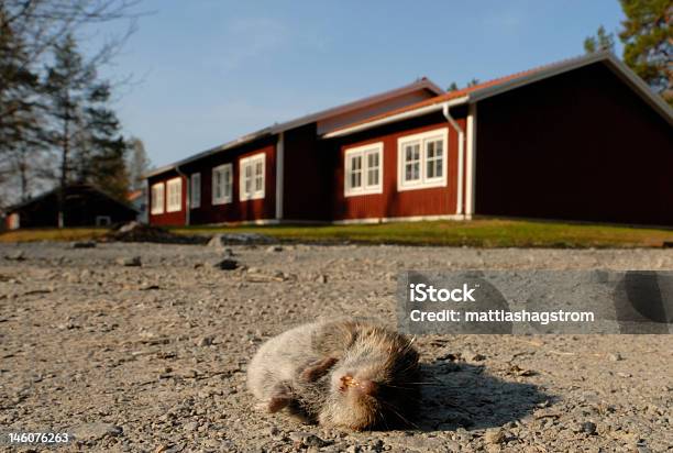 Dead Mouse Stock Photo - Download Image Now - Destruction, Horizontal, House