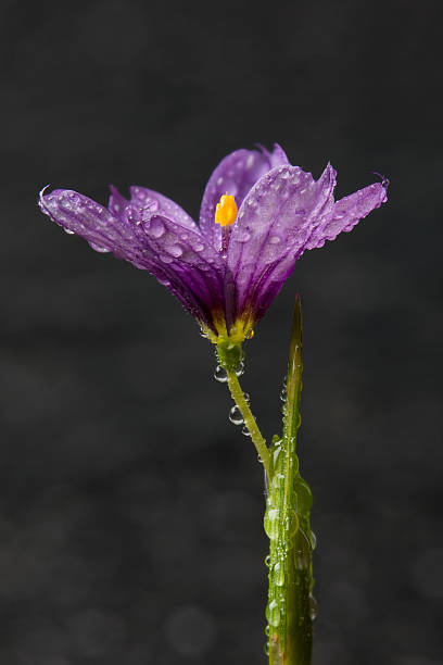 Blue-eyed Grass flower stock photo