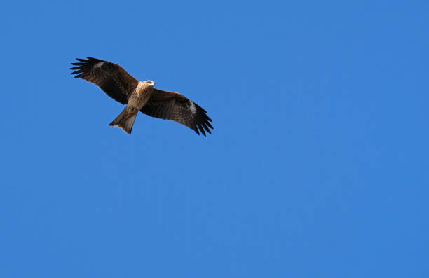 istock Black Kite in Japan against the blue sky 1460762979