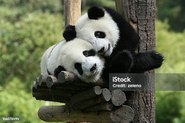 Photo libre de droit de Panda banque d'images et plus d'images libres de droit de Panda - Mammifère terrestre - Panda - Mammifère terrestre, Zoo, Faune