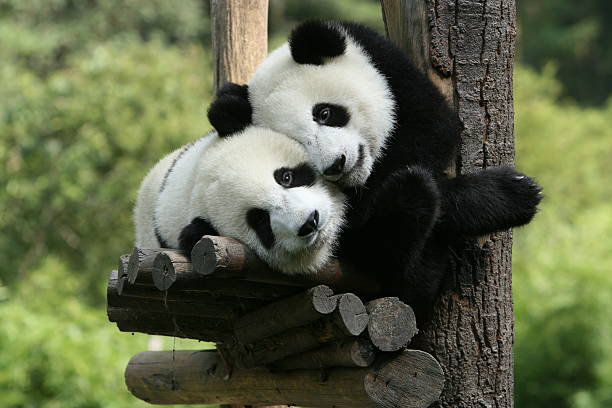 panda - zoo struttura con animali in cattività foto e immagini stock