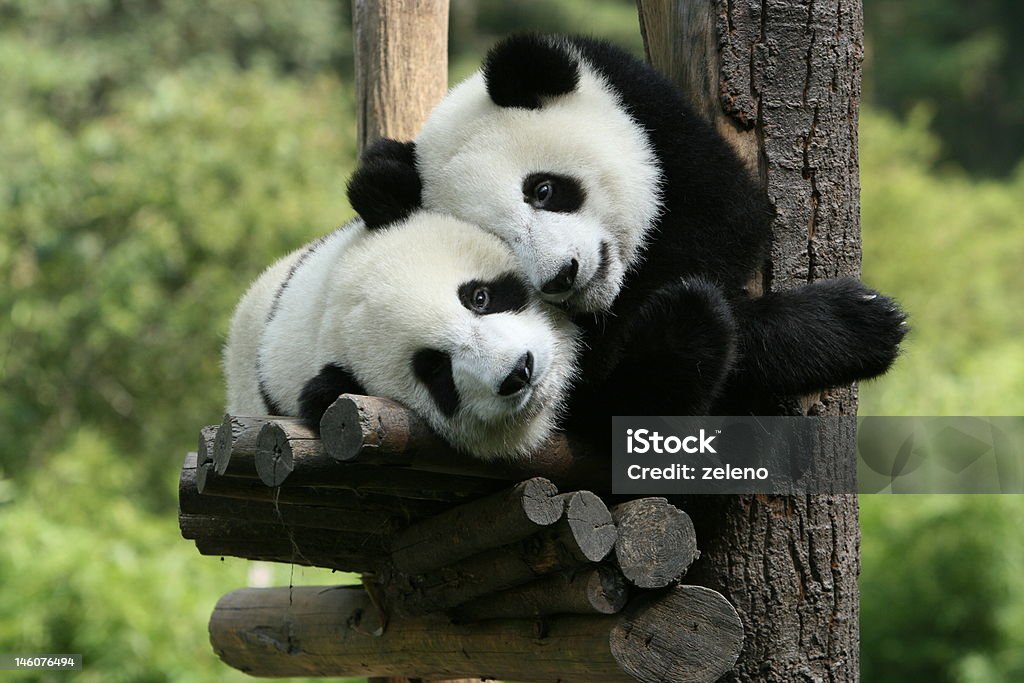 panda panda in  zoo Panda - Animal Stock Photo