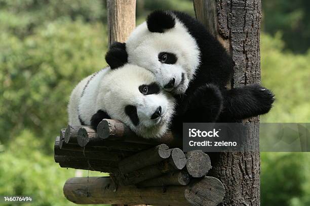 Panda Stock Photo - Download Image Now - Panda - Animal, Zoo, Animal