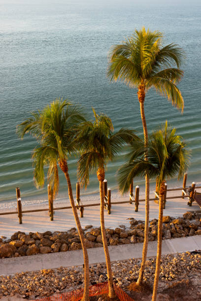 Marco Island Beach Getaway in Florida Image of the sunny coastline at Marco Island in Florida, United States. Landscape of palm trees photographed during sunset marco island stock pictures, royalty-free photos & images