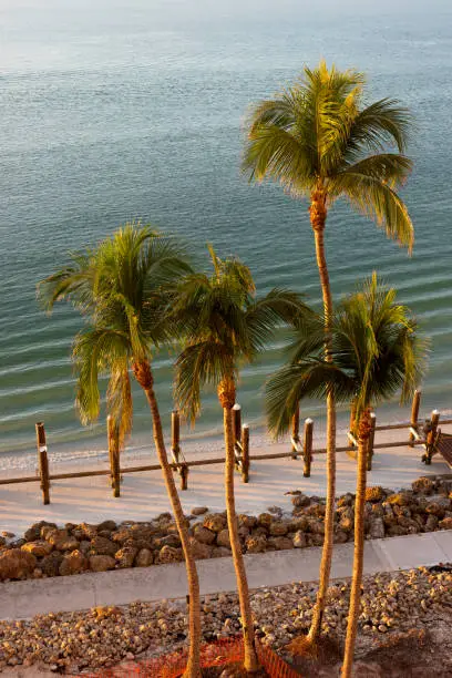 Image of the sunny coastline at Marco Island in Florida, United States. Landscape of palm trees photographed during sunset