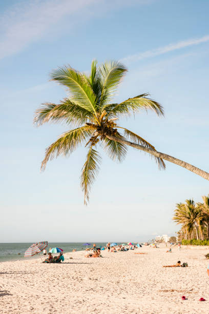 Beach in South West Florida in Naples, Collier County. Spring break scene with tourists vacationing under a hanging palm tree.