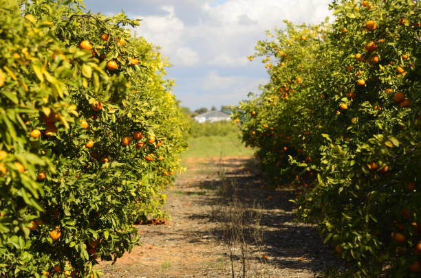 istock Citrus orchard. Mandarin tree with fruits. 1460766281