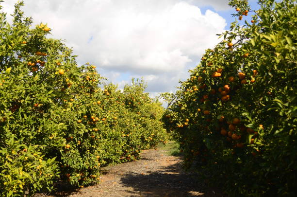istock Citrus orchard. Mandarin tree with fruits. 1460766454