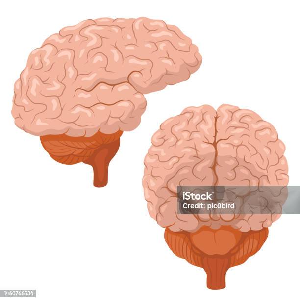 Human Brain Front View Side View Stock Illustration - Download Image ...