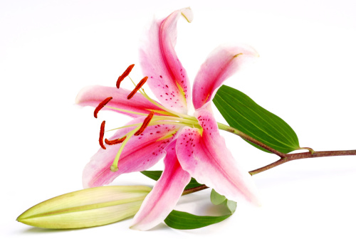 Delicate Spring Bouquet of Pink Easter Lilies in Bright Natural Light with a Fresh Clean White Background