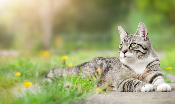 istock cat lies on the lawn 1460768266