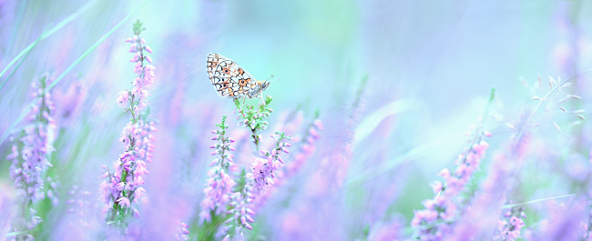Dreamy heather flowers bloom, grass, butterfly close-up panorama. Macro with soft focus. Spring floral greeting card template. Delicate delightful romantic artistic image. Pastel toned. Nature greeting card background.