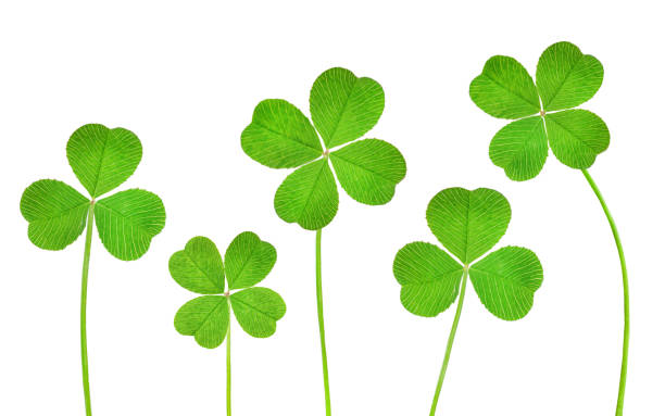five sprigs of clover three-leaf and four-leaf clover in a row on a white isolated background clover leaf stock pictures, royalty-free photos & images