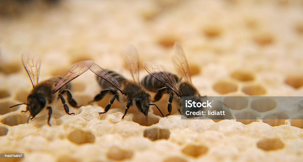 пчёлы - Стоковые фото Воск роялти-фри
