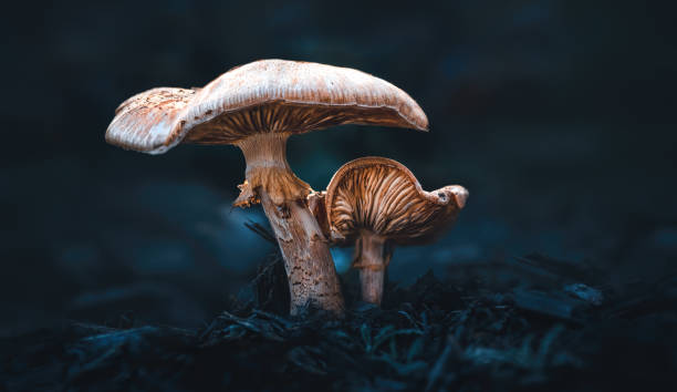 Two Mushrooms in a Dark Forest Low-angle macro of two orange-beige mushrooms close together, dark petrol-teal backround fungus stock pictures, royalty-free photos & images
