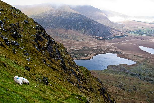 istock Sheep in Conor Pass near Dingle Co. Kerry Ireland 146076997