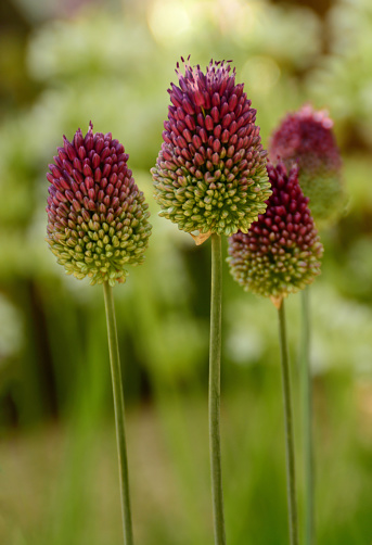 Latin name: Allium sphaerocephalon. Close-up of allium flower head in two-tone color. Small group of objects in green background.