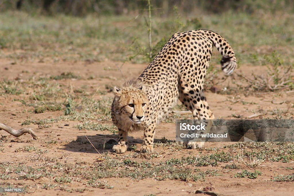Cheetah Takes cover African Cheetah Stock Photo